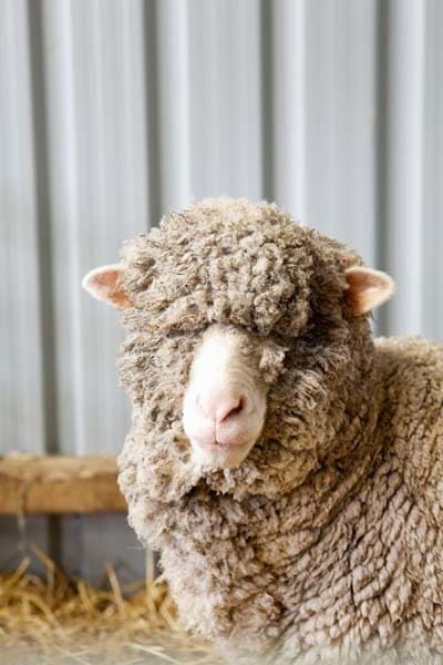 Merino from Romney Marsh Wools. Image: www.matildarosephotography.com