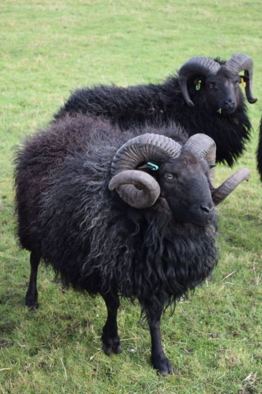 Hebridean-Tup